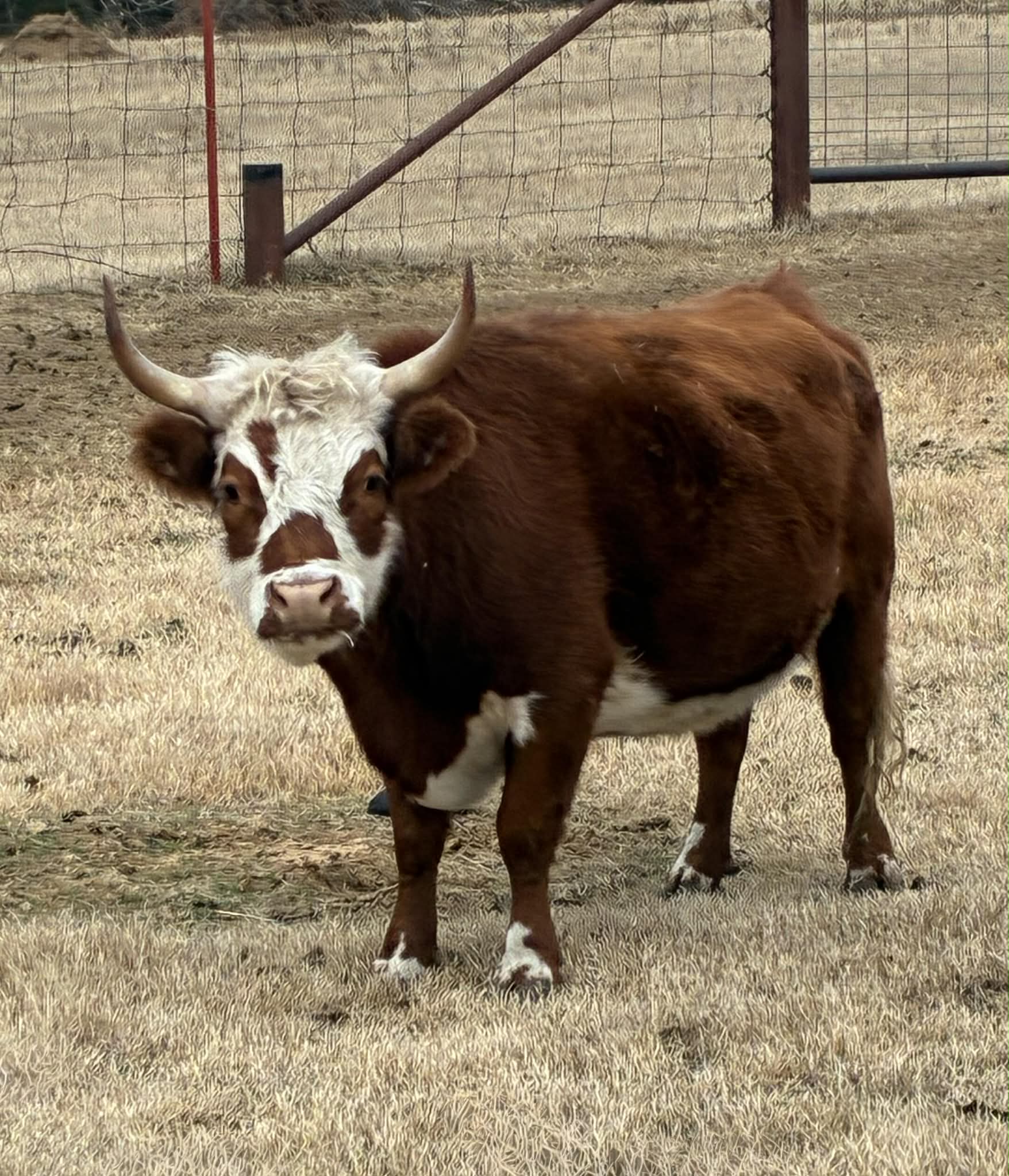Beulah
