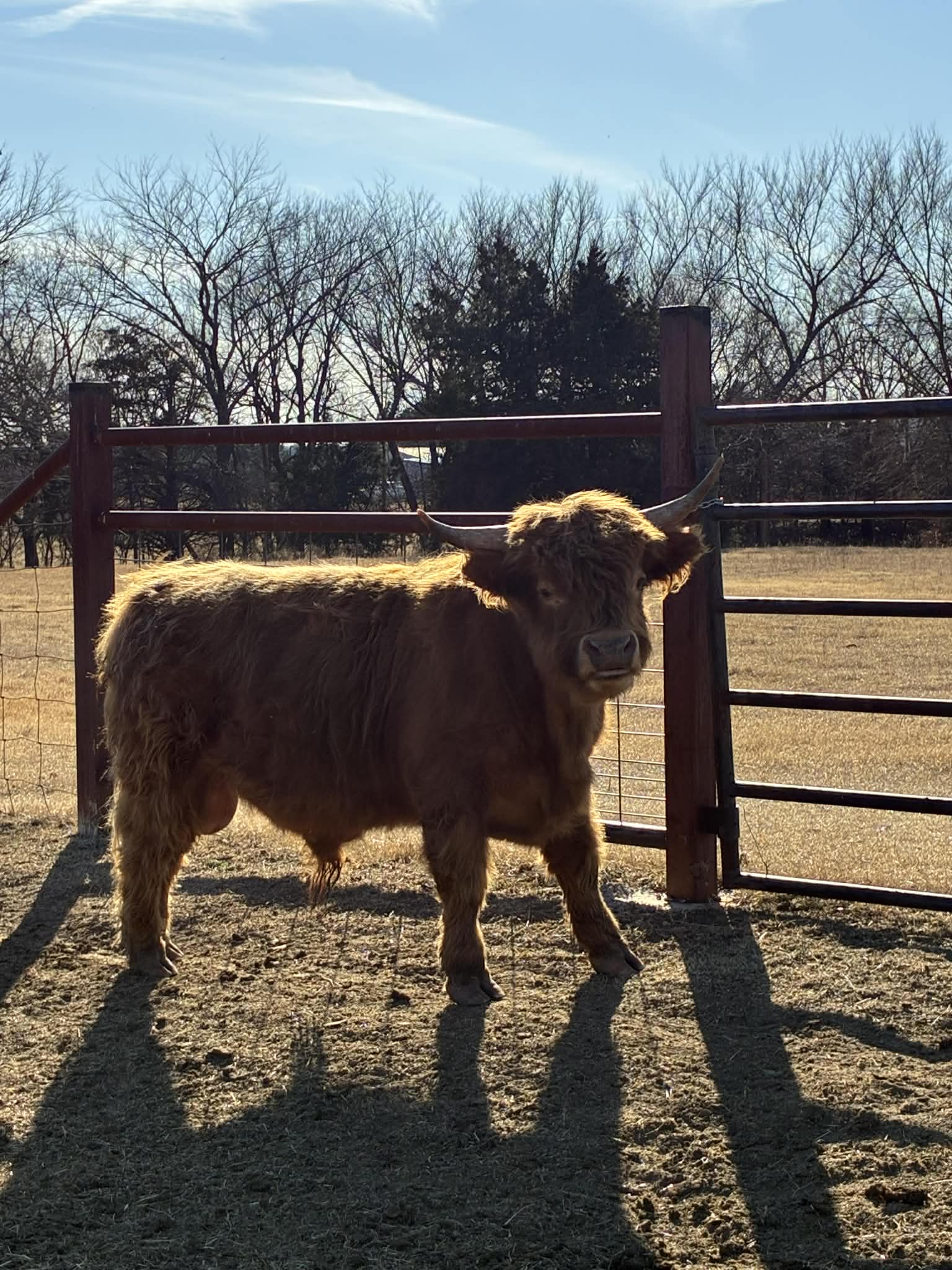 Gus