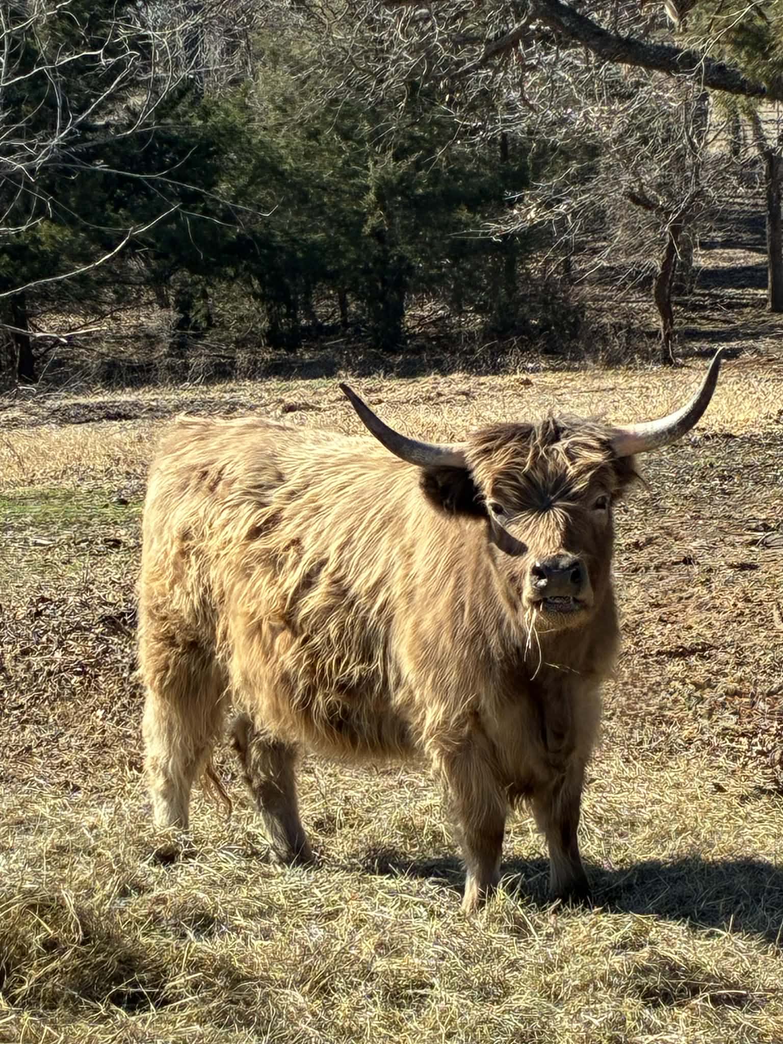 Tina