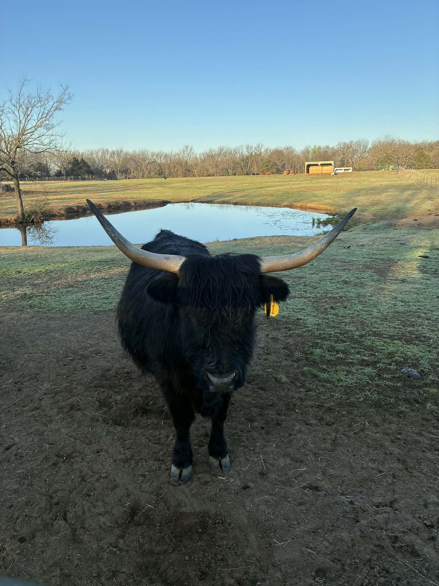 Twila